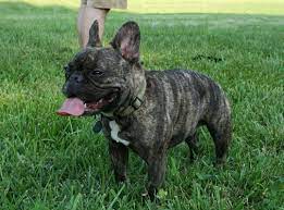 French Bulldog Wikipedia