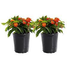 2 5 Qt 1 Red Lantana Plant 2 Pack Lanllurr8 Gp2 The Home Depot Lantana Plant Plants Lantana
