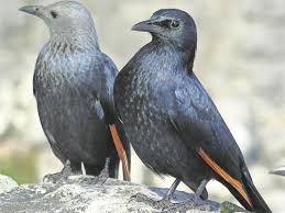 Name Small Birds Of South Africa Bird Of The Week Redwinged Starlings Starling Bird Beautiful Birds