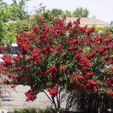 Crape Myrtle Dynamite Multitrunk