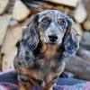 Check out our long wiener dog selection for the very best in unique or custom, handmade pieces from our shops. 3
