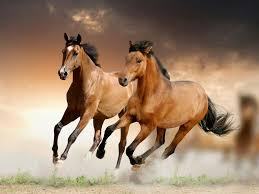 Running Horses Horse Wallpaper Beautiful Horses Horses