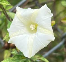 Image result for Merremia quinquefolia
