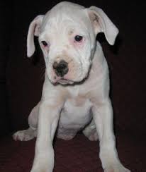 White Boxer Puppies Pets And Animals For Sale Tennessee