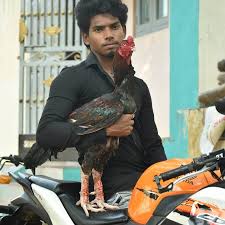 Ayam Aseel Asal Usul Jenis Ciri Ciri Perawatan Kelebihan Harga