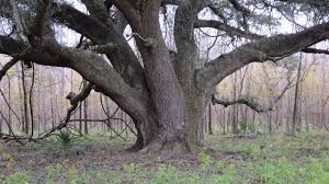 Big Tree Trunk Jpg Jpeg Image 3648 2048 Pixels Scaled 44 Mystery Of History Unexplained Mysteries Roanoke Colony