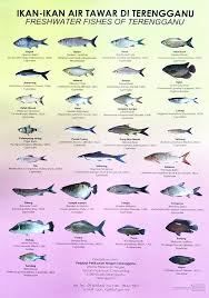 Ikan air tawar juga memiliki kandungan asam lemak dan kalsium yang tinggi dibandingkan air laut. Ikan Ikan Air Tawar Di Pejabat Perikanan Daerah Dungun Facebook