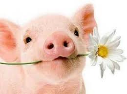 44nette Ferkel Cute Baby Pigs Cute Piglets Pet Pigs