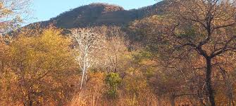 Image result for Sterculia quinqueloba