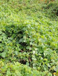 Image result for Rhynchosia viscosa