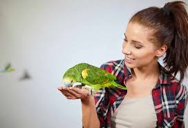 As pets they are playful, social and can. 5 Best Pet Birds In India To Choose As Your Companion