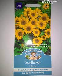 Download now jual bibit bunga matahari mini benih biji sunflower little leo mr. 87 Gambar Bunga Matahari Mini Terbaik Gambar Pixabay