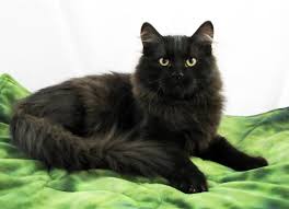 23 black cat breeds that will make you