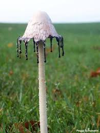 Black Inkcap Very Poisonous Flore Champignons Sauvages Champignon Magique