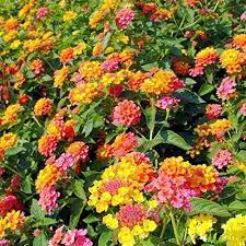 Pin On Flowers