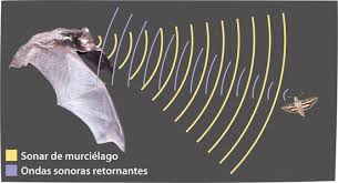 Resultado de imagen de Infrasonidos y ultrasonidos en el mundo animal. Ecolocalización