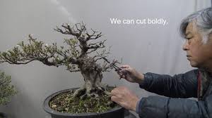 Generally, cuttings have no roots so they cannot take up much water. Bonsai Master Cut Tree Drastically For Making New Style Youtube