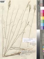 Image result for Eragrostis welwitschii