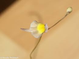 Image result for Utricularia welwitschii