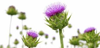Milk Thistle For Liver Detox Fact Or Fad Simply Supplements