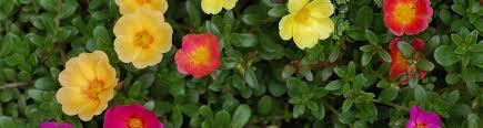 Image result for Portulaca foliosa