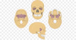 Image result for Sphenoid Bone