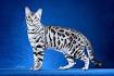 Bengal Kittens for Sale - Adoptapet