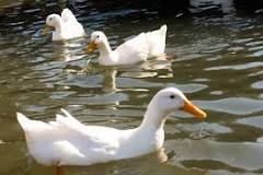 Image result