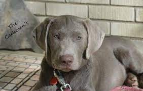 We have been raising quality puppies for many years. Silverwater Labradors We Sell Silver Charcoal Fox Red Chocolate Labradors Silver Labs