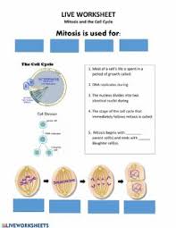 Is this type of cell division an example of mitosis or meiosis? Mitosis Worksheets And Online Exercises