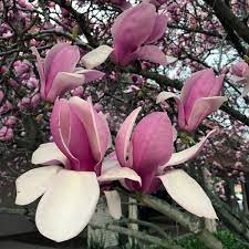 Apr 26, 2019 · magnolia in bloom smell like magnolia in nature and perfumes raw take a walk and smell the trees tom 6 fragrant plants every yard needs. In The Search For The Perfect Magnolia Undina S Looking Glass