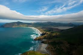 Image result for Oldenlandia verrucitesta