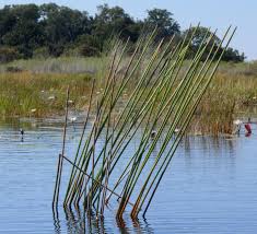 Image result for Eleocharis dulcis