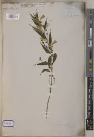 Image result for Strobilanthes anisophylla