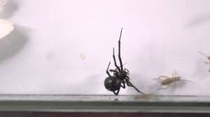 Learn vocabulary, terms and more with flashcards, games and other study tools. Watch A Black Widow Spider Kill And Eat Crickets Youtube