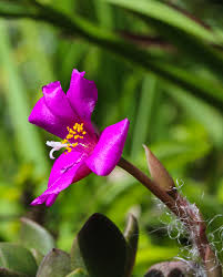 Image result for Hermannia grandistipula