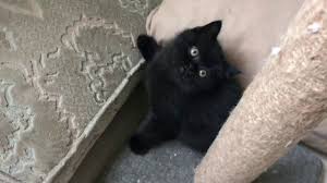 Satilik British Shorthair Yavrulari 0532 425 87 27 Yavru Kediler Kedi