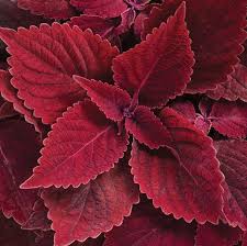 Image result for Coleus