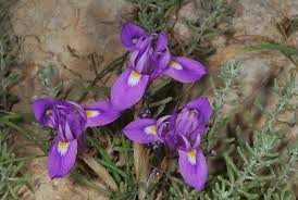 Image result for Moraea niassensis