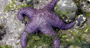 This should make it easier to perform bulk actions on larger groups of students. Virus Blamed In Starfish Die Off Science News For Students
