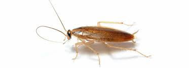 En cas de forte chaleur, il lui arrive d'entrer dans les habitations pour y trouver un peu de cafard de jardin ou ectobius est un type de cafard appartenant a la famille des blattellidae. Blatte D Exterieur Ou Blatte De Jardin Ectobius Anti Cafard Cafards Les Blattes