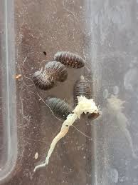 Image result for Pycreus muricatus