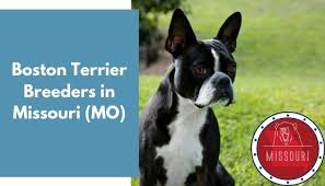 Lovebug boston terriers of colorado. 13 Boston Terrier Breeders In Missouri Mo Boston Terrier Puppies For Sale Animalfate