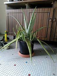Para que un aloe vera tenga efecto medicinal, debe tener 2 años de edad mínimo. Rempotage Et Separation Aloe Vera Et Taches Sur Feuilles