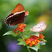 A Butterfly Garden For Children Ehow Uk Butterfly Garden Plants Lantana Plant Tropical Garden Plants