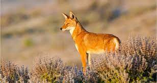 The ethiopian wolf (canis simensis) is the most threatened canid in the world and the only wolf species to be found in africa. Biodiversity Friendly Future For Ethiopian Wolves In Arsi And Wollo Fondation Segre