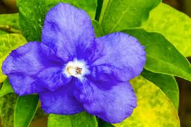 Image result for Brunfelsia australis