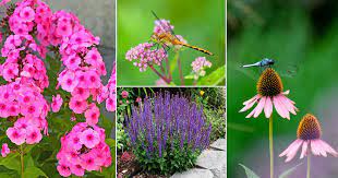 Here are seven plants you can easily grow to attract dragonflies into your garden: 12 Plants That Attract Dragonflies To The Garden India Gardening