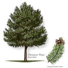 Texas Tree Selector Tree Description Trees To Plant Texas Trees Mesquite Tree
