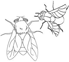 Flies Flying Coloring Page